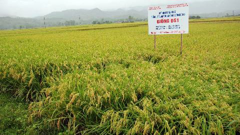 Big rice fields result in high economic efficiency for Yen Bai province - ảnh 1